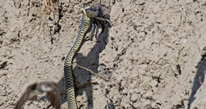 Biacco - Hierophis viridiflavus