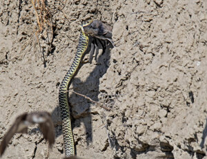 Ambiente Scrivia 2021