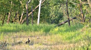 Ambiente Scrivia 2021