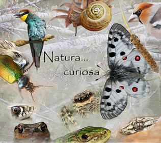 natura-curiosa-locandina