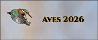 pag. 2026 aves.jpeg
