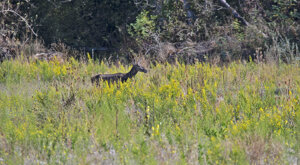 Ambiente Scrivia 2022