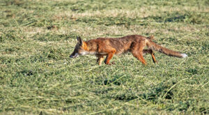 Ambiente Scrivia 2021