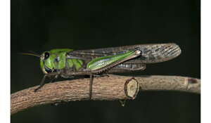 Cassano Spinola (AL)