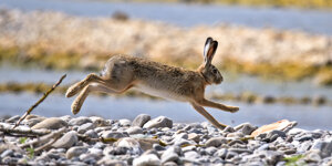 Ambiente scrivia 2018