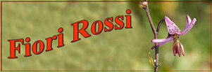 fiori-rossi