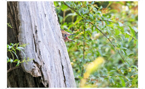 Ambiente scrivia 2025