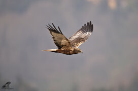 25f8cb7c-bee2-47a9-815a-1ff2f380db1a