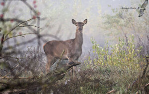 Ambiente Scrivia 2020