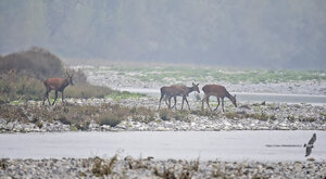 Ambiente scrivia 2021