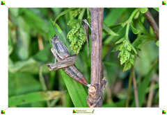 04-esce seconda zerynthia_2.jpeg 04-esce seconda zerynthia_2.jpeg