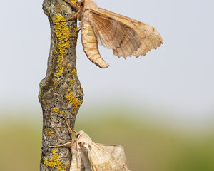 Ambiente Scrivia 2022