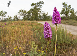 Ambiente Scrivia 2021