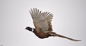 Ambiente scrivia 2017