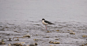 Ambiente scrivia 2018