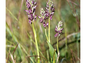 Ambiente scrivia 2025