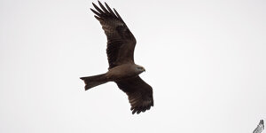 Nibbio bruno - Milvus migrans