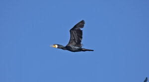 Ambiente Scrivia 2021