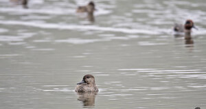 Ambiente scrivia 2018