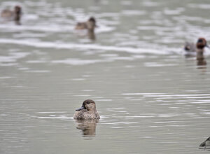 Ambiente scrivia 2018