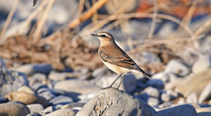 Ambiente Scrivia 2021