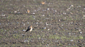 Ambiente Scrivia 2019