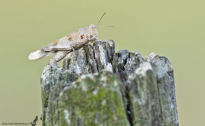 Parassitata da acari rossi - Ambiente Scrivia 2021