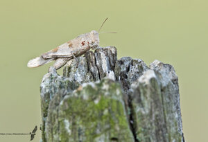 Parassitata da acari rossi - Ambiente Scrivia 2021