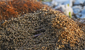 Ambiente scrivia (AL) Piemonte