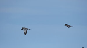 Ambiente Scrivia 2019