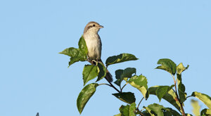 Ambiente Scrivia 2021