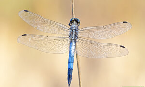 Ambiente Scrivia 2023