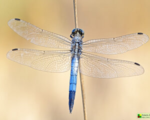 Ambiente Scrivia 2023