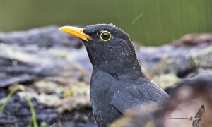 Merlo - Turdus merula