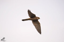 88c5a8e4-97d8-4479-bcc2-717fdb7a638d