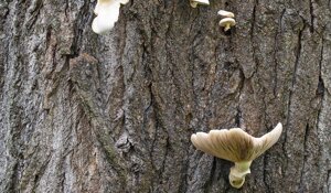 Ambiente Scrivia 2024