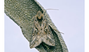 autographa%20gamma%202.jpeg autographa%20gamma%202.jpeg
