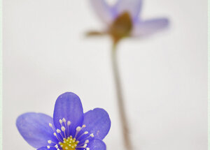 Hepatica nobilis