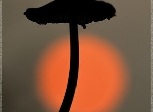 Stazzano (AL Piemonte