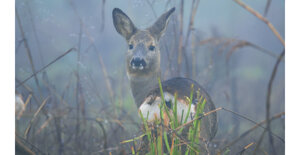 39050bca-8a05-4070-8c47-25a5830fa2e7