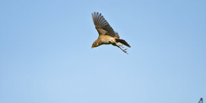 Strillozzo - Emberiza calandra