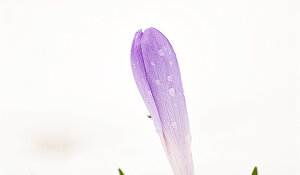 Crocus vernum