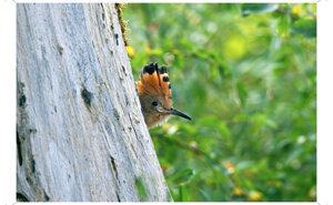 Ambiente scrivia 2025