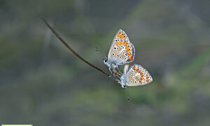 Ambiente Scrivia 2022