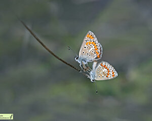 Ambiente Scrivia 2022