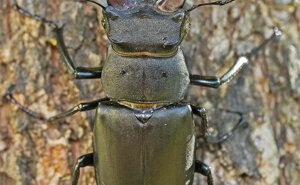 Ambiente Scrivia 2021