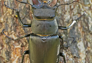 Ambiente Scrivia 2021