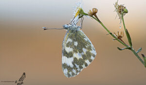 Ambiente Scrivia 2020