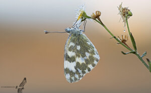 Ambiente Scrivia 2020