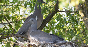 Ambiente Scrivia 2022